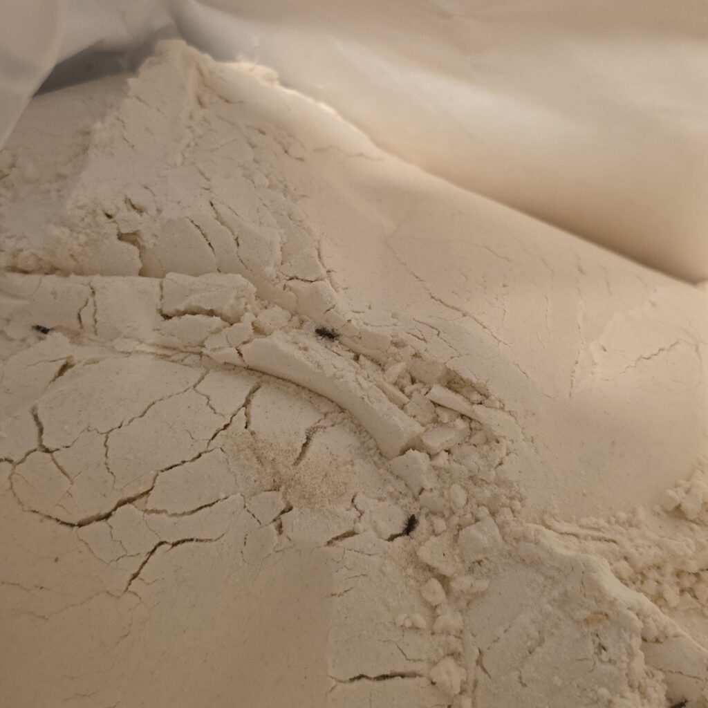 small pantry weevils crawling in white flour inside a bag